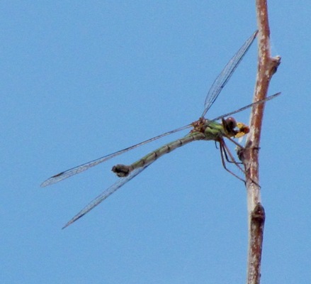 libellula sul fiume Bradano